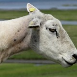 1406F 164 Sylt-Itzehoe